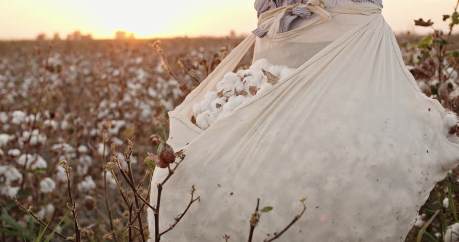 Cotton harvesting. Female indian harvester standing in blooming field, examining cotton tufts, checking the fiber quality at sunset - agriculture concept 4k
