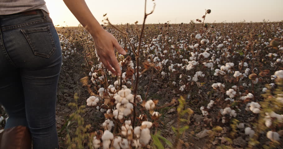 Cotton harvesting. Young indian female harvester walking down the blooming cotton field, and carrying a plate full of fiber on her head - agriculture, manual labor 4k Royalty-Free Stock Footage #1021483528