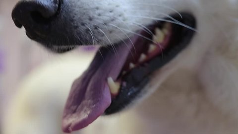 White dog's mouth breath with tongue and teeth.  Close up. Pet dog tests positive for COVID-19 coronavirus.
Human-to-dog virus transmission.