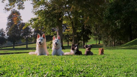 SLOW MOTION: A trained group of five dogs lays in the green summer grass. All except Border Collie suddenly start to run towards the camera.