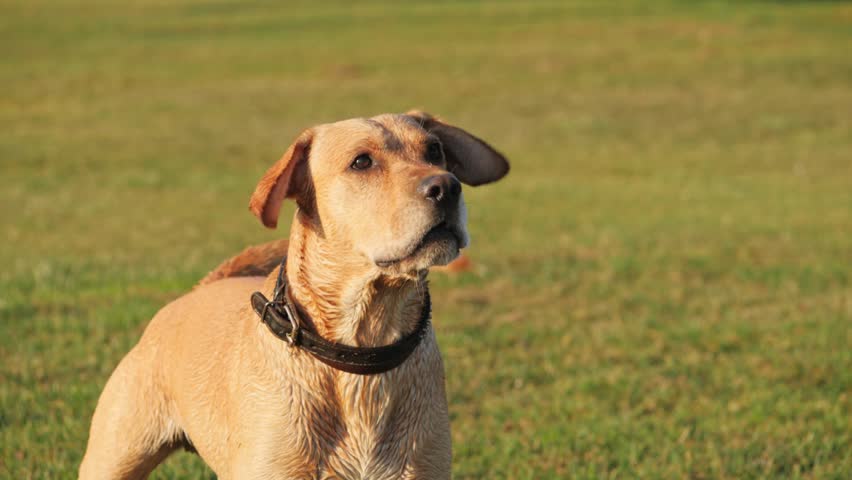 staffy and labrador cross