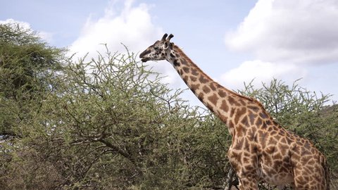 Beautiful young Maasai Giraffe eating leafs. Savannah, Serengeti, Tanzania, Africa. 4 K, 59,94 fps