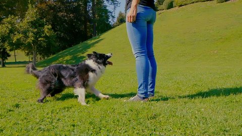 A cute border collie dog runs towards his owner and kindly sits next to her. Well trained dog.