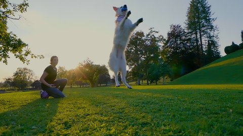 SLOW MOTION: A white shepherd dog jumps high in the air to catch a ball that her trainer launched. Sunsets in park.