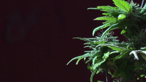 Cannabis Marijuana Weed Plant