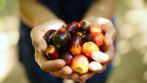 Asian woman farmer holding a bunch of fresh harvested oil palm fruits in Thailand
