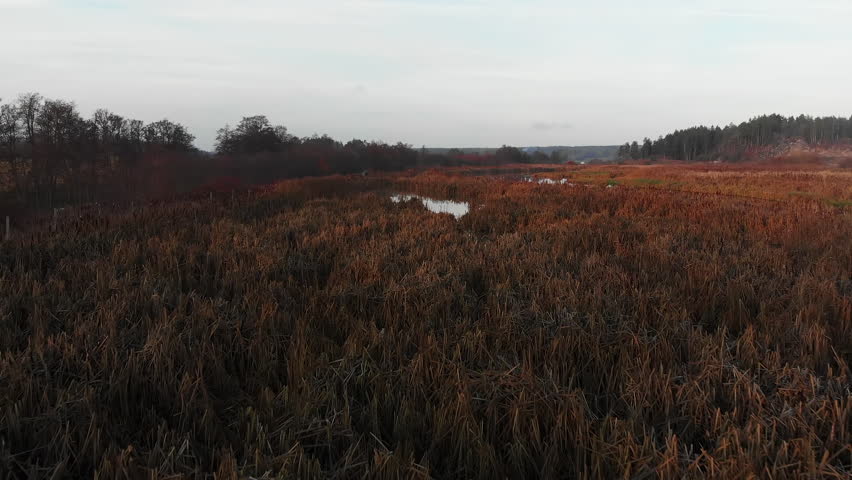 Ascending drone footage over wetland covered with reeds. Filmed in realtime at 4k.