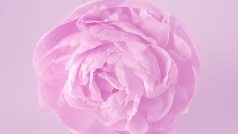 Beautiful pink Peony background. Blooming peony flower rotation, pink rose petals close-up. Wedding backdrop, Valentine's Day concept. Beauty spring romantic rose flower rotated 4K UHD video