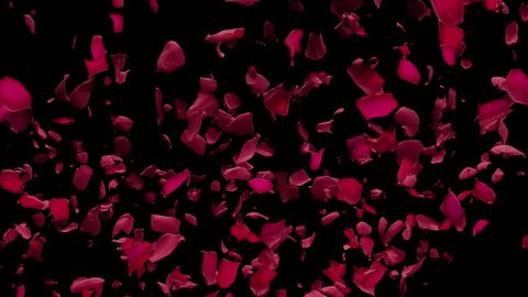 Red Rose Petals Flying by from side in Air with Alpha Transparency Matte Transition in Black Background