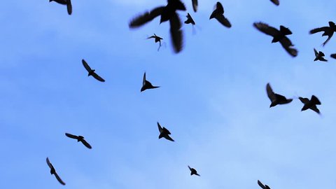 A flock of birds against the blue sky. Gradually increasing the number of birds. Slow Motion at a rate of 480 fps