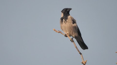hooded crow (Corvus cornix) 