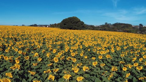 Aerial view of sunflower plantation in the countryside, field, farm, agriculture and rural scene. Great rural scene. Fantastic landscape. Countryside view. Yellow flower. Flower in nature. Colors!