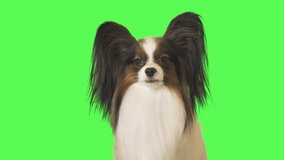 Beautiful dog Papillon is looking intently at the camera on green background stock footage video