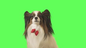Beautiful dog Papillon with a red bow is talking on green background stock footage video