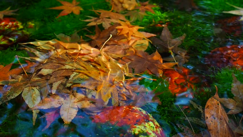 Close up pile of colorful red yellow fallen maple leaves on dark green moss rock under cold water stream flowing in Japanese winter park pond background, sunlight shadow reflection | Shutterstock HD Video #1021538122