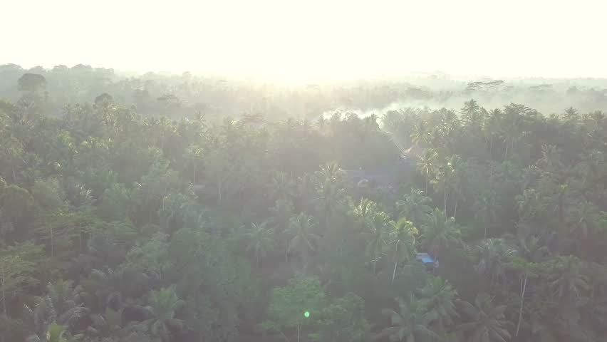 Magical footage of jungle through the sunshine aerial footage of the Indonesian nature | Shutterstock HD Video #1021538752
