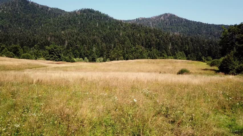 High grass and fir tree forest. HD.