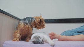 cat and a dog are sleeping together funny video. cat and dog friendship indoors the sleeping at the feet of the owner lifestyle . pet concept