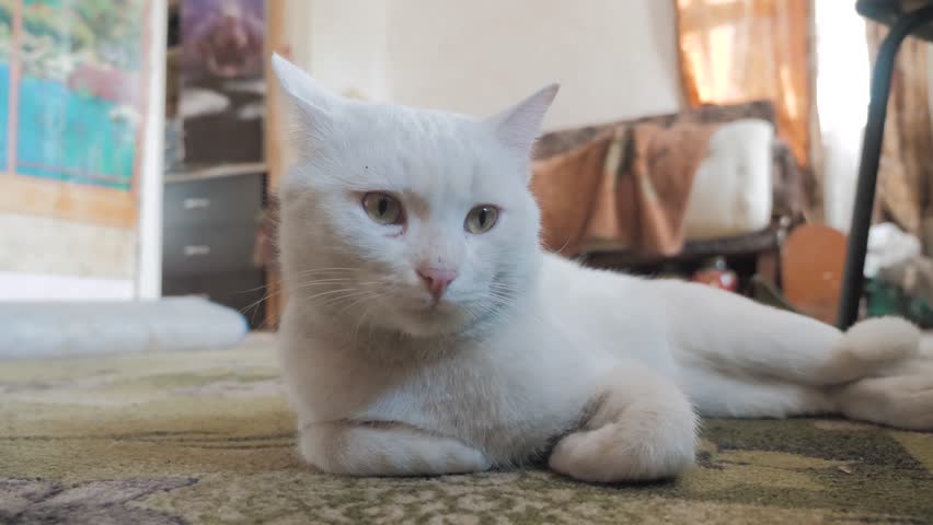 old white cat
