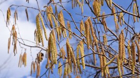 hazel bush with blooming catkins moving in the wind, against blue sky