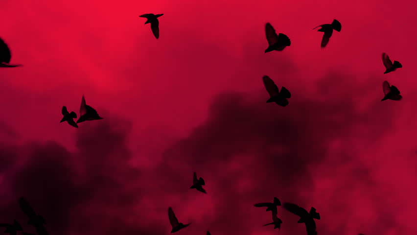 A flock of black birds slowly circling against the red sky and billowing smoke. Gradually increasing the number of birds. Slow Motion at a rate of 480 fps Royalty-Free Stock Footage #1021555051