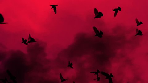 A flock of black birds slowly circling against the red sky and billowing smoke. Gradually increasing the number of birds. Slow Motion at a rate of 480 fps