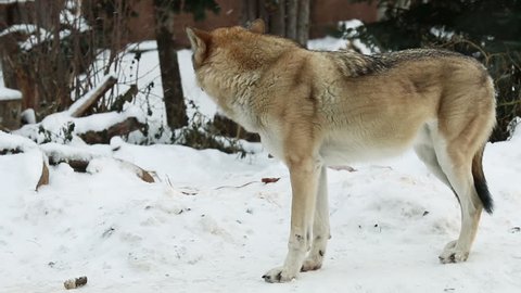 Howling White Wolf 庫存影片 100 免版稅 Shutterstock