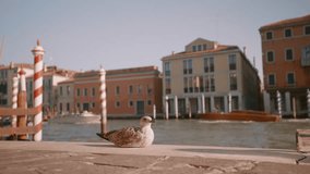 Seagull on the background of Grand Canal