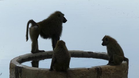 Three baboons approach a pool of water in the savannah to quench their thirst