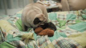 Playful active pug dog playing frolic, aggressive, with toy on bed. Home video