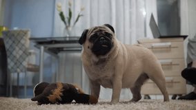 Charming, ?ute, boring pug dog is tired of playing with the toy. Jump to the owner