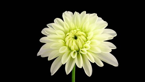 Time-lapse of blooming white dahlia flower isolated on black background
