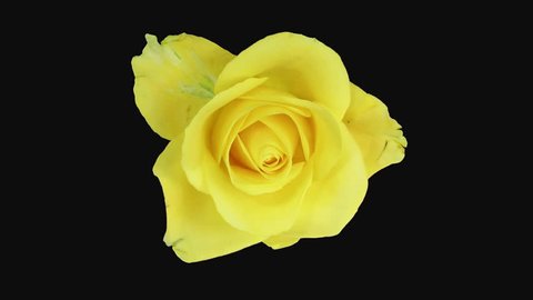 Timelapse Of Yellow Rose Flower の動画素材 ロイヤリティフリー Shutterstock