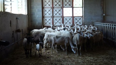 A flock of sheep in a barn