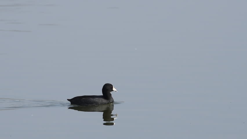 HD Video of one American coot, also known as a mud hen, a bird of the family Rallidae swimming in shallow pond water.