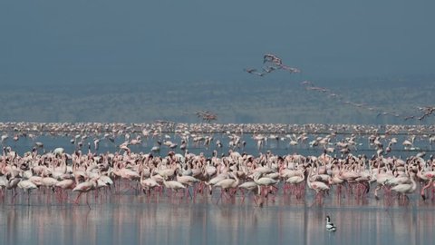 Colony of Flamingos on the Natron lake. Lesser Flamingo Scientific name: Phoenicoparrus minor. Tanzania, Africa.