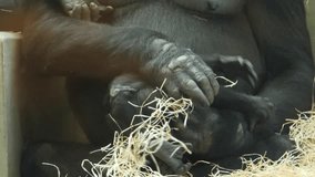 A gorilla baby is laying in its mother's lap, mothers abdomen and arms and legs visible. The mothers hands gently move the baby gorilla around and groom the baby.  - Powered by Shutterstock - Get 15% off with code: PIKWIZARD15