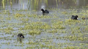 HD Video of several American coots, also known as a mud hens, a bird of the family Rallidae foraging, for food in marshland water with fresh green plants growing.