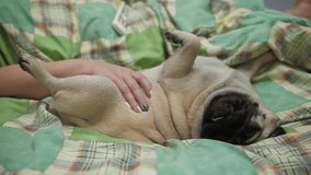 Sleepy pug dog on the bed. Owner stroking, petting belly. Lying upside down