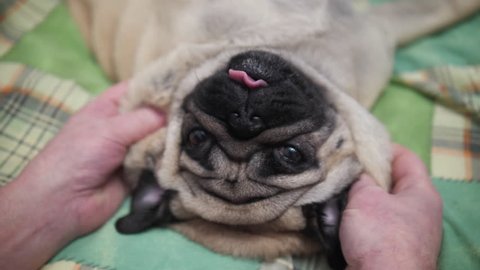 Owner making neck massage to his lazy cute pug dog on bed. Relax. Funny elastic skin, folds and wrinkles. Stroking, petting