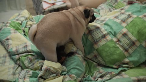 Pug dog is humping the toy, leg. Trying to have sex with leg. Solely sexual act