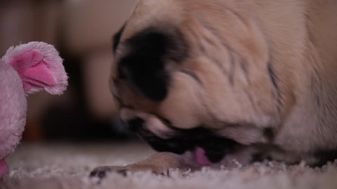 Cute pug dog licking, chewing her paw. Fleas. Allergy or skin irritation problem. Unsafe toy material