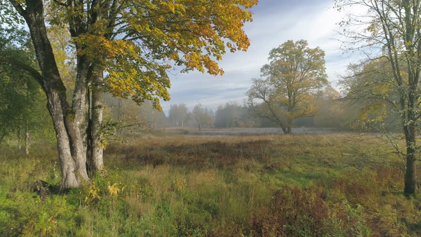 Old oak tree in morning fog after sunrise