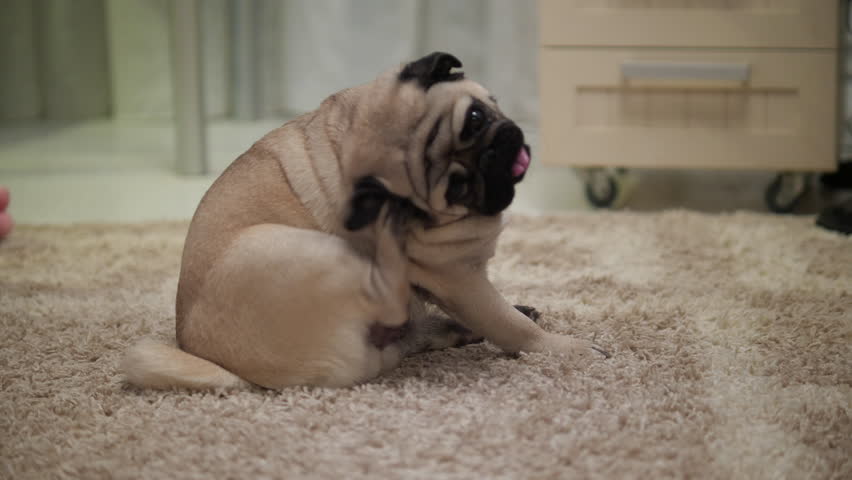 Cute pug dog sitting on carpet at home and scratching its face and ear. Royalty-Free Stock Footage #1021587523