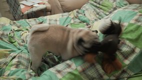 Playful active pug dog playing aggressive, with its toy on bed. Realism