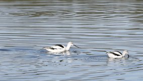 HD Video of American Avocet eating in shallow water. Avocet spends much of their time foraging in shallow water or on mud flats, often sweeping its bill from side to side in water.