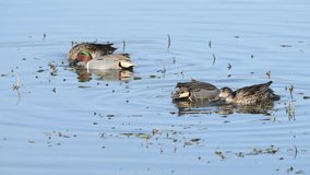 HD video of two pair of Green Winged Teal ducks foraging for food in shallow marsh water. The green winged teal is a common and widespread duck.