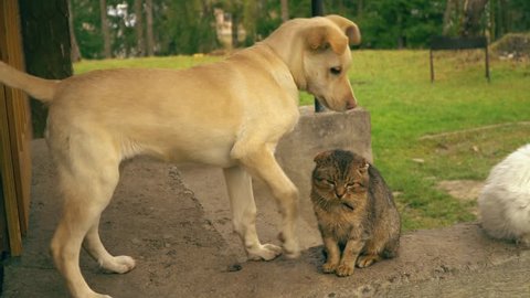 Dog playing with a cat. Puppy and two cats. Cats are angry.