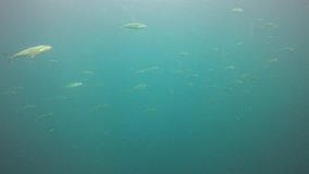 Mackerel fish underwater video 
