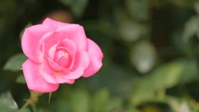 Pink rose flower or red rose flower. Royalty high-quality free stock video footage of red rose flower or Hybrid Tea blooming in garden. Rosa Peace in bloom texture and background for designer